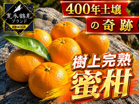 日テレ出演話題沸騰】市場にはなかなか出回らない樹上完熟ミカン🍊寛永