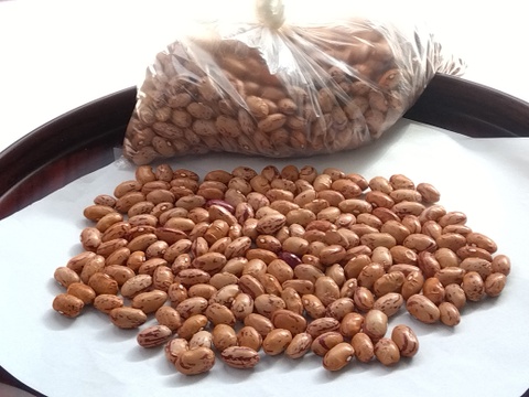 ちょっと珍しい「うずら豆」はお好きですか？
送料割安３６０円　【レターパック仕様】
秋の収穫祭第２弾
うずら豆２００ｇと金時豆２００ｇセット
自然光の天日乾燥品です。