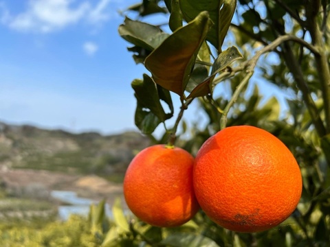 【有機JAS認証】パール柑4玉、ブラッドオレンジ（2〜2.5kg）セット