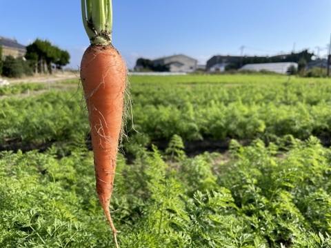 【訳あり】農薬・化学肥料栽培中不使用！栄養満点のニンジン4kg