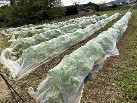 春を先取り！子持ち高菜(祝雷)約600g