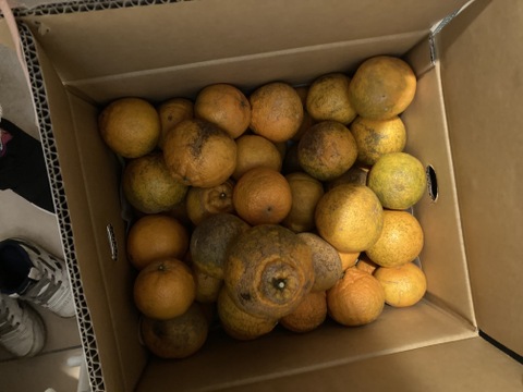 【早割！！】超訳あり！！愛媛県産デコ不知火（しらぬい）１０kg入