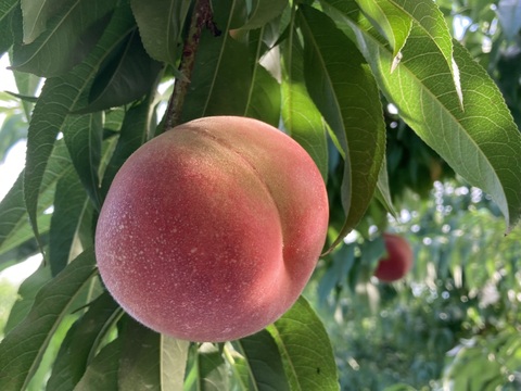 🍑夏ギフト🍑果汁たっぷり！旬の白桃・品種おまかせ（約2kg・6〜8玉入り）（贈答用）