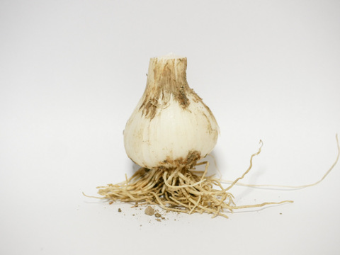 【再×3: 10名様限定!】旬はたった2週間　生にんにく(福地ホワイト六片)　 サイズ混在１ｋｇ　土付き　【先行予約限定価格】