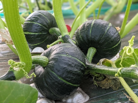 おっ！手頃サイズのミニカボチャ☆ほくほく甘〜いパンプキッズ