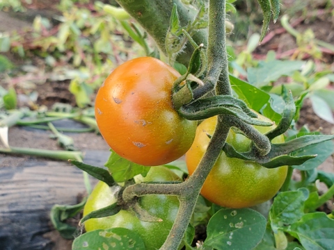 おまかせ野菜とドレッシングのセット【5～8品目程度】