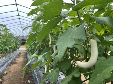 【朝採れ】秋なすとバジルの詰め合わせ5種【2-3人分】