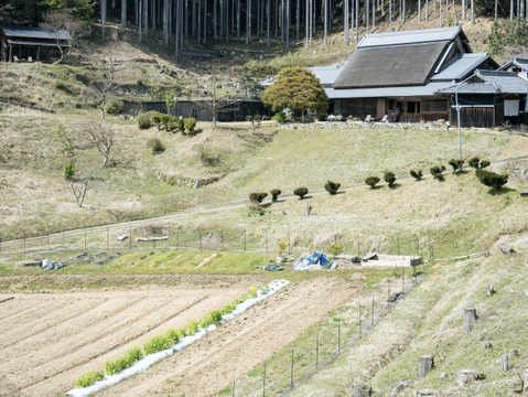 甘さしっかり使い切りサイズ！ホテルで使われている短形大根（とろっ娘）