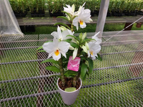 【母の日ギフト】 かわいい贈り物♡ 夏の蘭“フォーミディブル”3本立