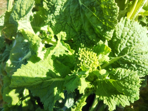 春のスペシャル詰合せセット
【タラの芽３パック・ほうれん草３袋・菜の花３袋】
この時期だけの春爛漫セットすぐ出荷できます。
タラの芽５５gx３パック・ほうれん草150gX3袋・菜の花150gⅹ3袋