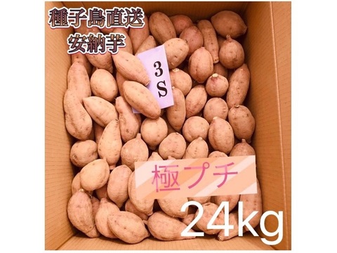 絶品】大人気！安納芋 極プチサイズ 24kg(箱別)：鹿児島県産の安納紅