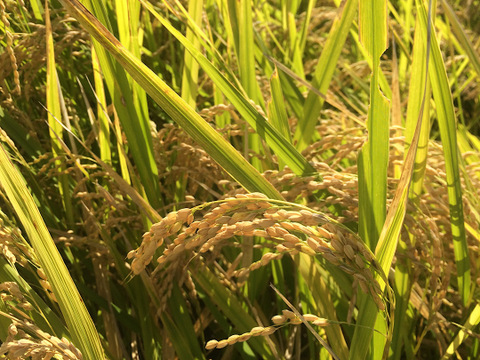 農薬・肥料不使用、天日干し
コシヒカリ(玄米19kg)令和5年産
🌾潮風はざかけ米