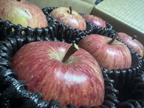 硬めが好きな方におすすめ！絶滅危惧種！「春明21」約3kg箱　10〜14玉　小さめサイズ