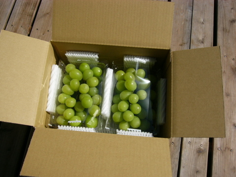 ピオーネ・シャイン　アウトレットパック500g×各1入