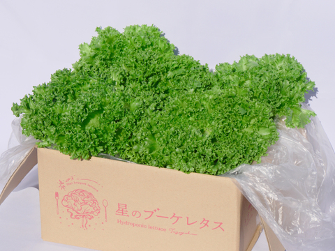 サクッ！うまっ！星のブーケレタス【水耕栽培】🥬クリスピーレタス🥬1kg 320ｇ〜350g × 3～4玉