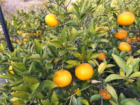 木なりシンアマナツ(新甘夏)　５㎏【農薬化学肥料不使用】【熨斗(のし)対応可】