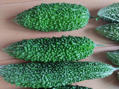 ✨新鮮採れたてゴーヤ約800g+丸オクラ20本+カボチャ約1.5㎏✨