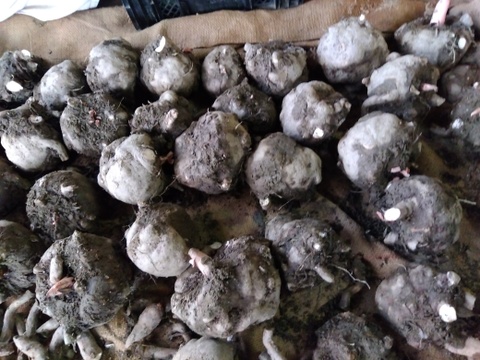 こんにゃく芋
今年も立派に育ちました。
３ｋｇ入り箱でお届け致します。
一玉1Kg~1.3Kgになります。
