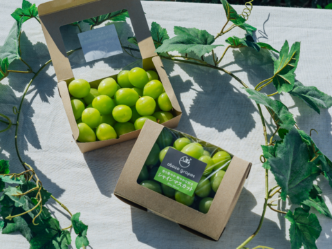 【粒売り】香り華やか贅沢『シャインマスカット』（２パック・合計約１kg）