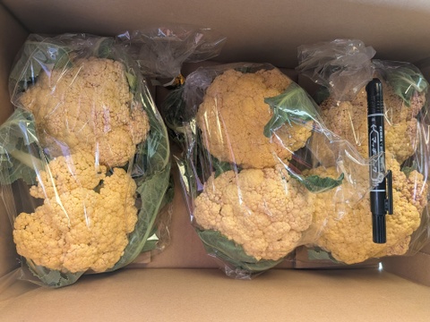 小ちゃい🟡オレンジちゃん