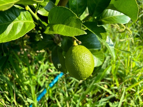 【早割】レモン🍋　12月発送　ワックス・防腐剤不使用