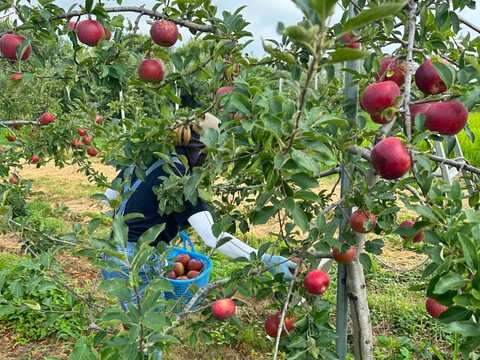 【8月上旬ころ収穫】恋空 ほんのり甘酸っぱい夏りんご 家庭用 2.5kg（7～14個）