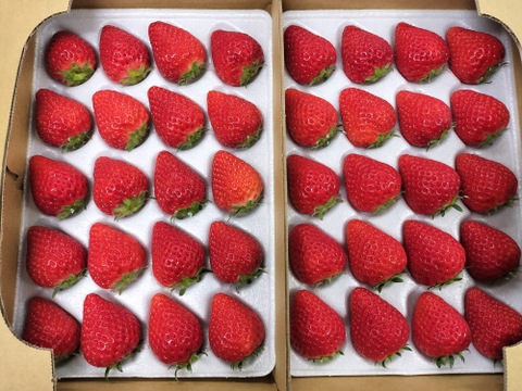 完熟よつぼし☆２トレイ（４０粒入り）