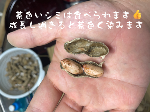 【セール中】落花生の王様！『千葉半立落花生』らっかせい(乾燥500g)生1.3kg相当品