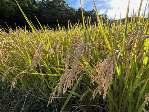 【新米】あきたこまち 10kg