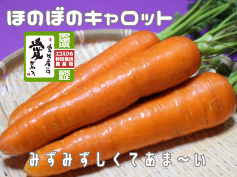 【エコえひめ認証】穫れたて直送🥕１．５㎏ 食べやすくて あま～い「ほのぼのキャロット」人参