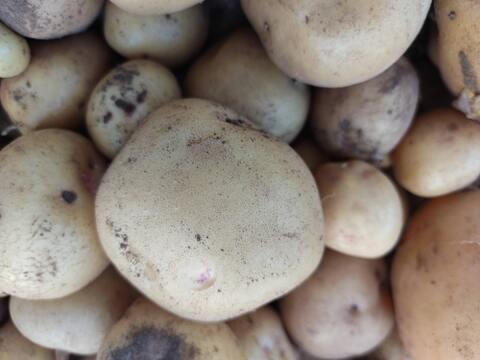 🥔【新ジャガ】ホクホク甘い！採れたてキタアカリSサイズ約3kg｜ポテトサラダやじゃがバターに｜農薬・化成肥料不使用🥔