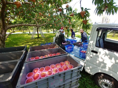 黄貴妃　8～14玉　9月上旬予約　希少な桃　【ASIAGAP認証農場：津軽農園】　安心・安全な桃　収穫した日に発送　家庭用　農家直送【朝どれ】