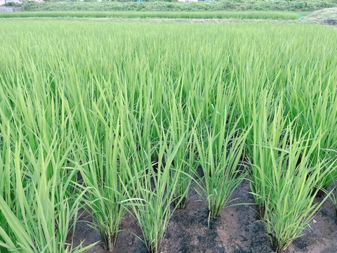 令和7年新米】鳥取県　つむぎfarm 星空舞　 白米 9kg