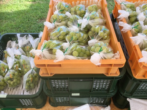 皮ごと、甘い！シャインマスカット『福島ブドウ』２kg（３〜５房）【贈答用】