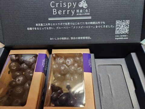 【国産生ブルーベリー】100g×3pc〈トヨヒルセット【C】〉