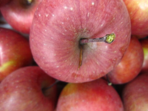 加工用にいかがでしょうか 訳ありサンふじ 総重量 約4.5kg 青森県 南部地方産 自家りんご農園生産直送品！