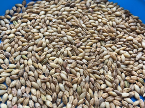 もち麦 キラリモチ 900g　オーガニック（有機）玄麦 ※要精麦 2023年産