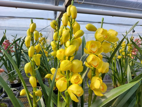 陶器鉢入シンビジウム（５本立)