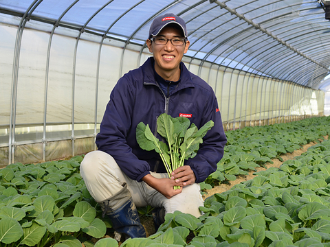 【TV紹介で大好評】【ミシュラン星獲得レストランで採用】おいしさで、ケールに革命を。ソフトケール1kg 静岡県磐田市産