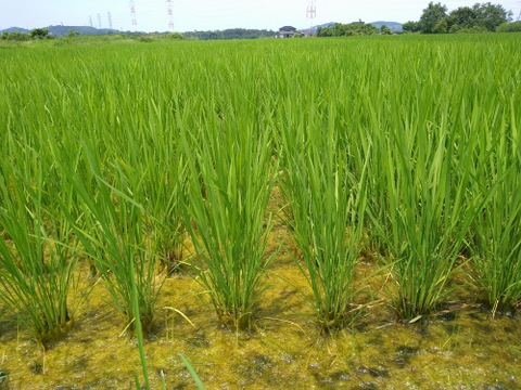 【自然のお米を目指しました】ひとめぼれ4kg 特別栽培米(農薬８割削減、化学肥料半減)　着色米がありますが、そのまま炊いて食べてください。昔から農家では食べていた自然のおいしさです。