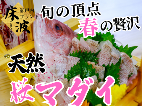 🌸知る人の春贅🌸旬極まる吟味の一尾『天然国産桜マダイ』長州床波ブランドお試しキャンペーンお刺身約350g【4月上中旬予約】