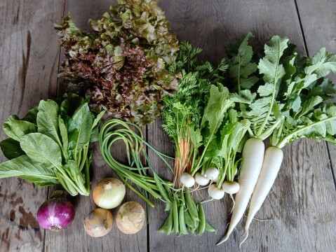 根っこ農園　自然風味お野菜セット