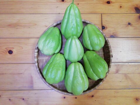 ハヤトウリ(２．４㎏前後、料理レシピ入り、農薬・化学肥料不使用)【お歳暮対応可】(お届け日指定不可)