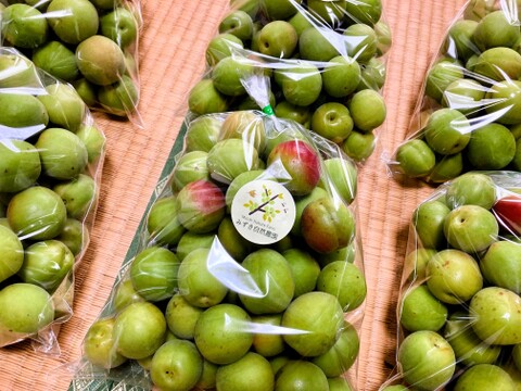 白加賀＆月世界/青梅　自然栽培　農薬、化学・動物性肥料不使用　Mサイズ以上２キロ