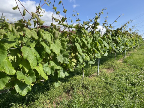 【福袋】【冬ギフト】ワイン用ぶどうで作ったジュース　4品種4本　飲み比べセット　720ml✖️4本