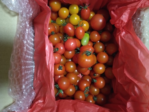 フルーツミニトマト あぽろん お任せいろいろ 1kg　【トマト食べ比べ】