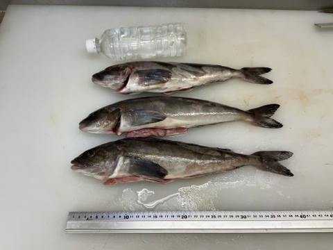 【刺身用】根ホッケ/特大/原体500~600g/3枚おろし/フィレ2枚【冷凍】