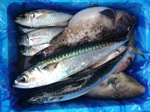 箱いっぱい！深浦の天然鮮魚セット（80サイズ）【母の日ギフト】などにもどうぞ！