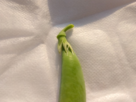 小分けで便利♪『(A品)になれなかったスナップエンドウ』1Kg