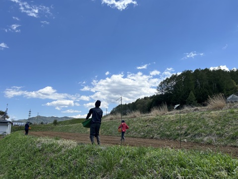 【有機ＪＡＳ】規格外ズッキーニ４ｋｇ農薬・化学肥料不使用　信州産